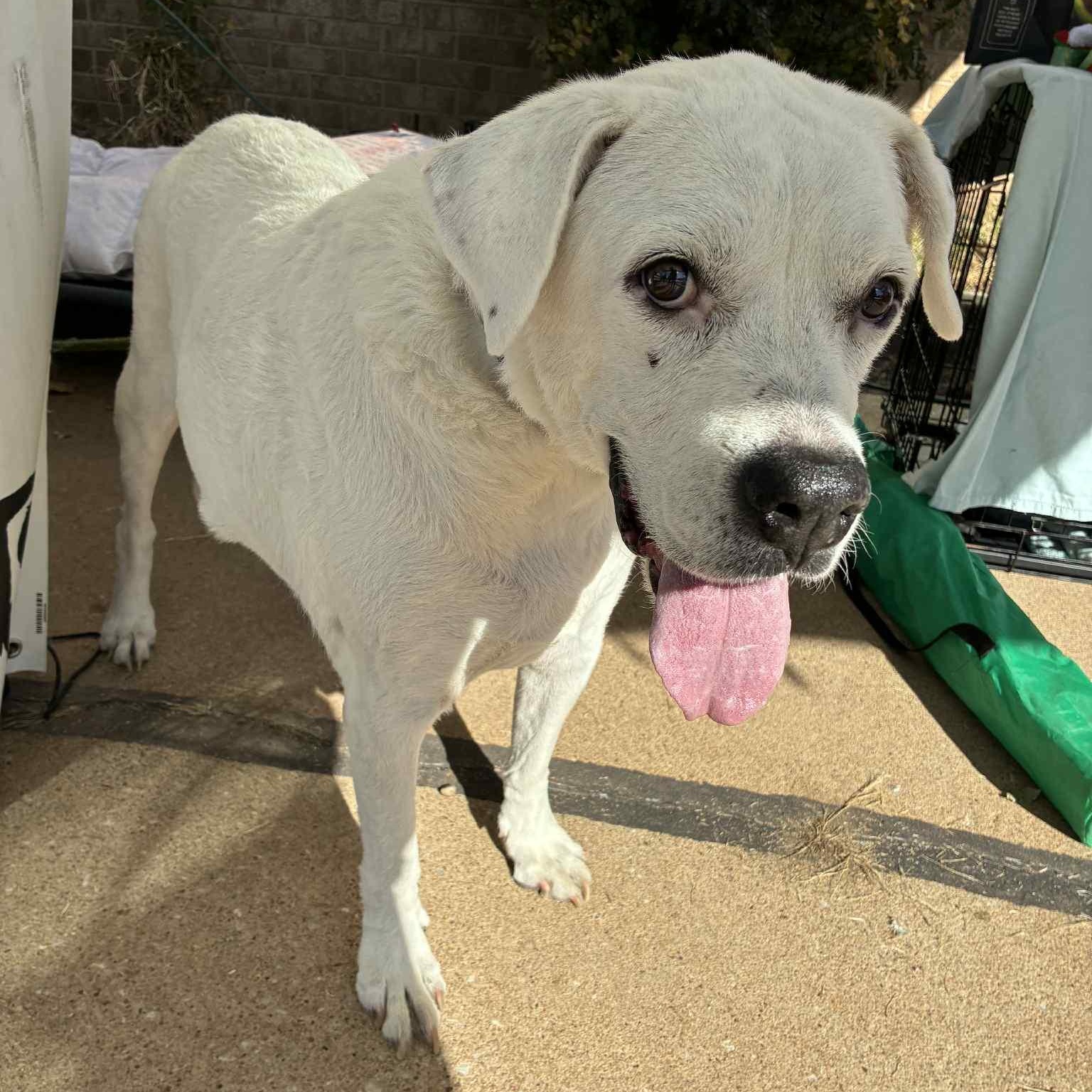 Ginger, a Adoptable mixed breed in Oklahoma City, OK image 4/6