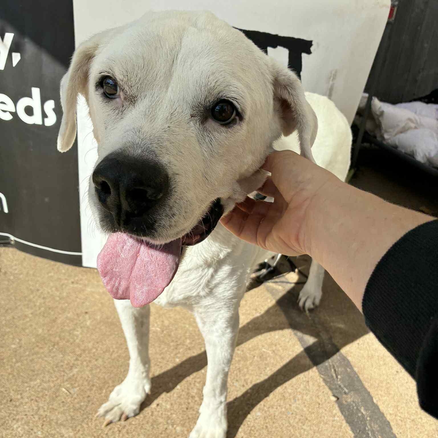 Ginger, a Adoptable mixed breed in Oklahoma City, OK image 2/6