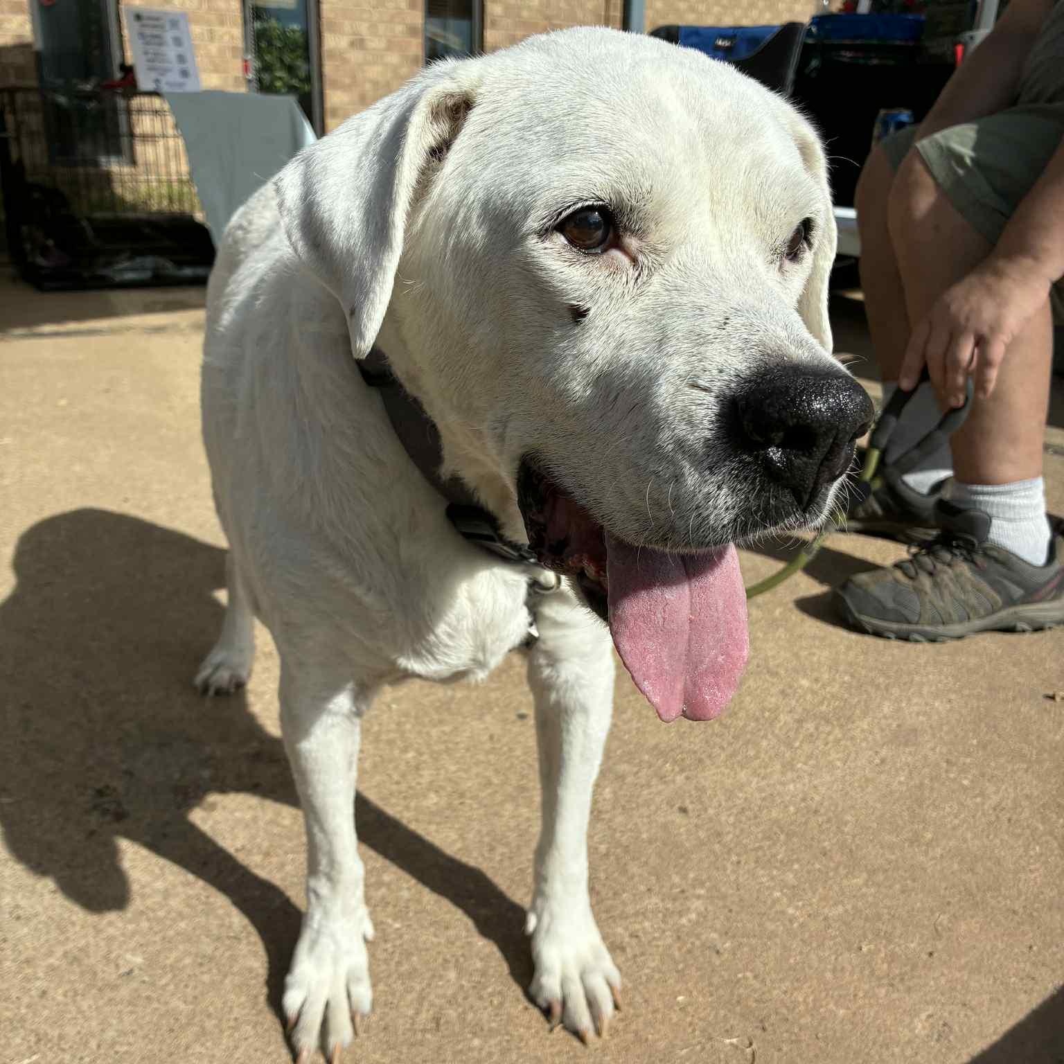 Ginger, a Adoptable mixed breed in Oklahoma City, OK image 5/6