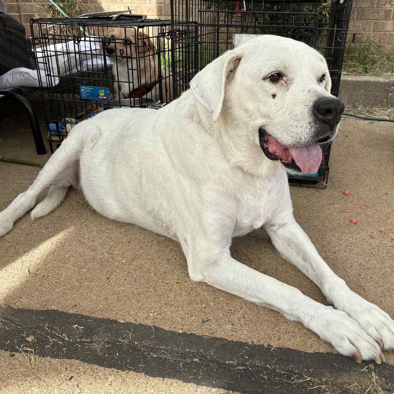 Ginger, a Adoptable mixed breed in Oklahoma City, OK image 6/6