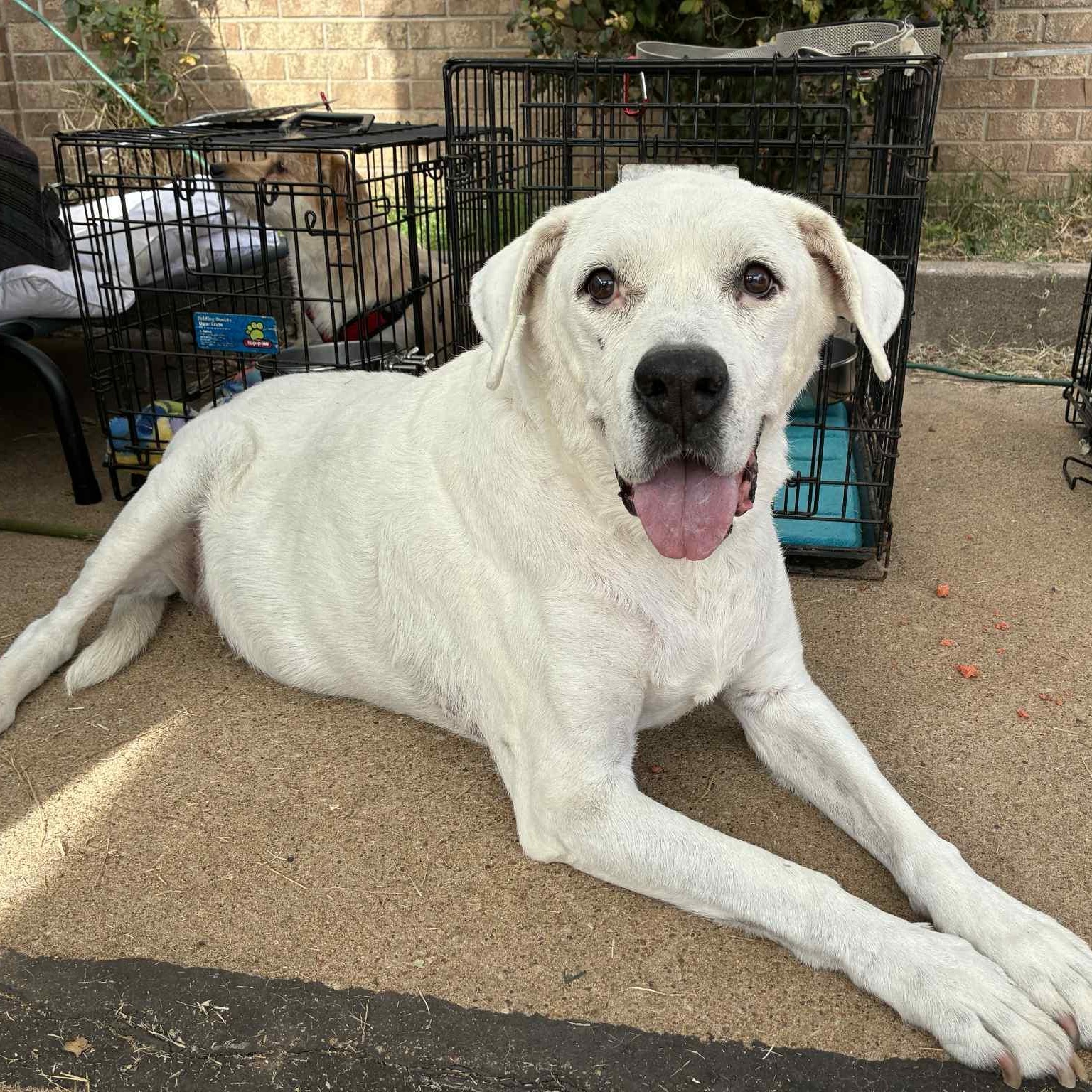 Ginger, Adoptable, Senior Female Labrador Retriever.