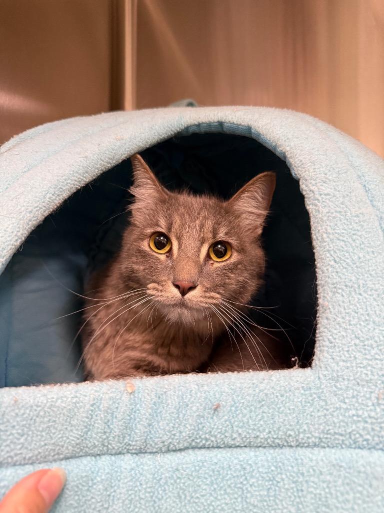 Enlarge Ghoulie, a Adoptable mixed breed in Twentynine Palms, CA image 1/1