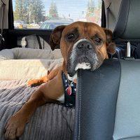 Enlarge Paddy, a ADOPTABLE Boxer in Davis, CA image 3/5