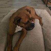 Enlarge Paddy, a ADOPTABLE Boxer in Davis, CA image 4/5