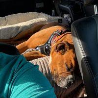 Enlarge Paddy, a ADOPTABLE Boxer in Davis, CA image 2/5