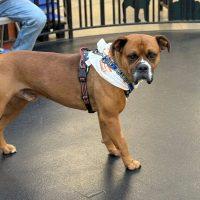 Enlarge Paddy, a ADOPTABLE Boxer in Davis, CA image 5/5
