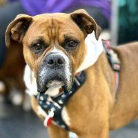 Enlarge Paddy, a ADOPTABLE Boxer in Davis, CA image 1/5