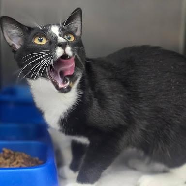 Enlarge Raven, a Adoptable American Shorthair in Danbury, CT image 3/5