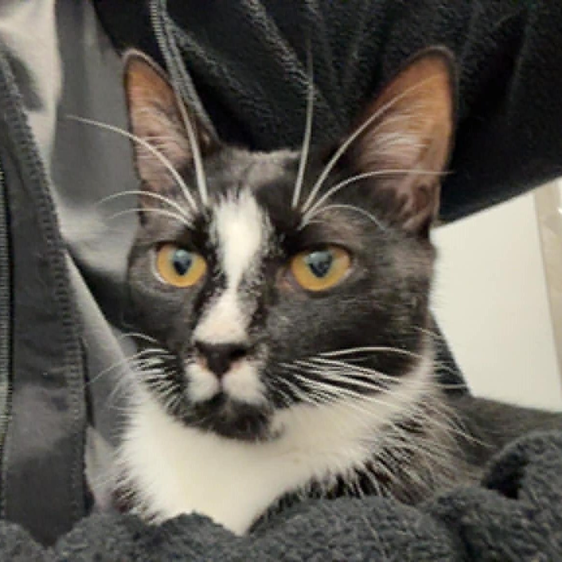 Enlarge Raven, a Adoptable American Shorthair in Danbury, CT image 5/5