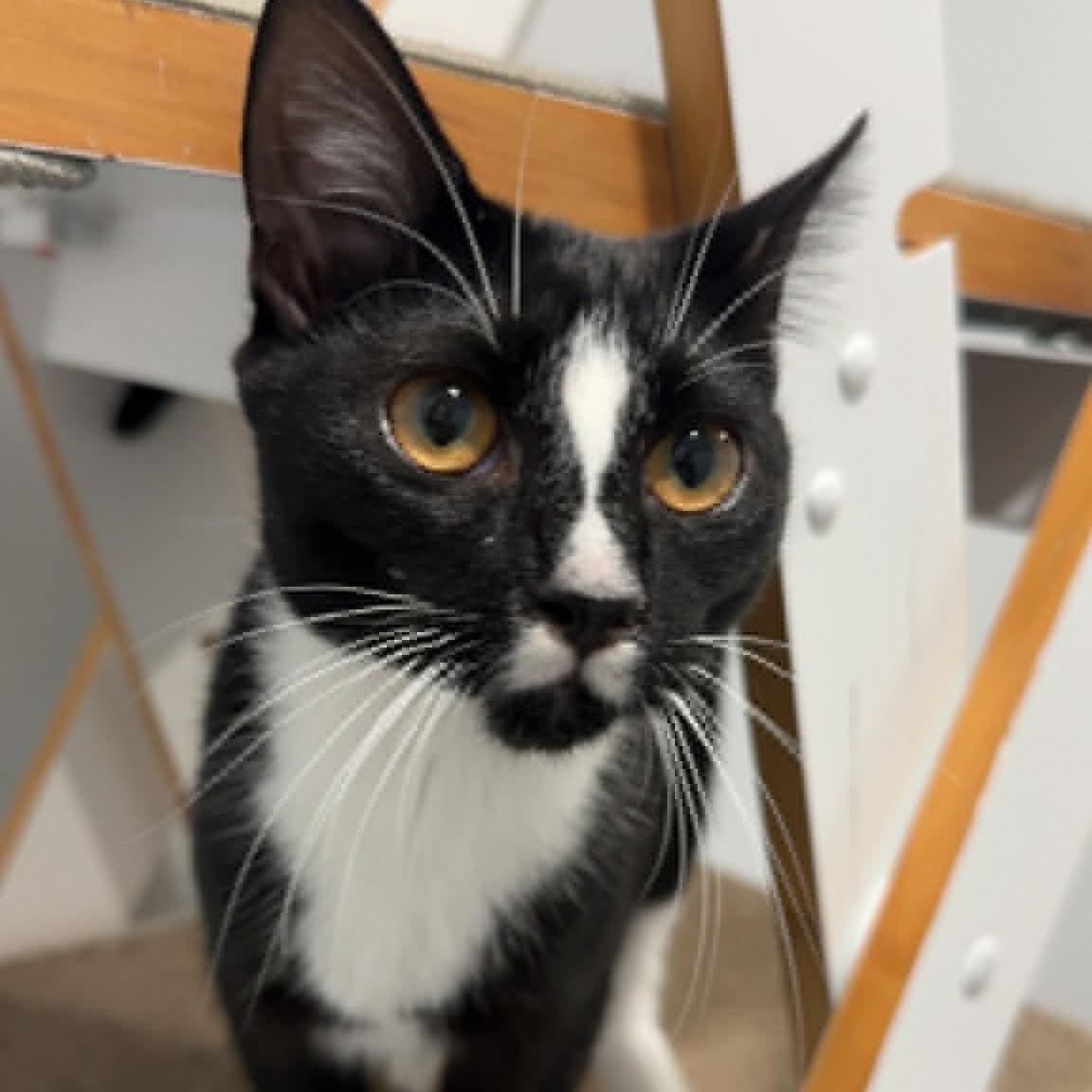 Enlarge Raven, a Adoptable American Shorthair in Danbury, CT image 1/5