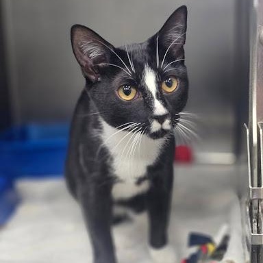 Enlarge Raven, a Adoptable American Shorthair in Danbury, CT image 4/5