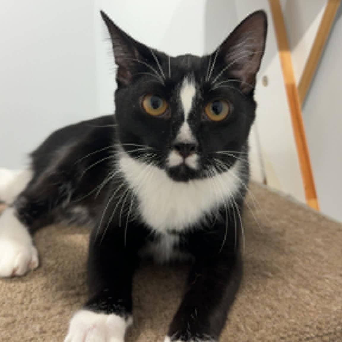 Enlarge Raven, a Adoptable American Shorthair in Danbury, CT image 2/5