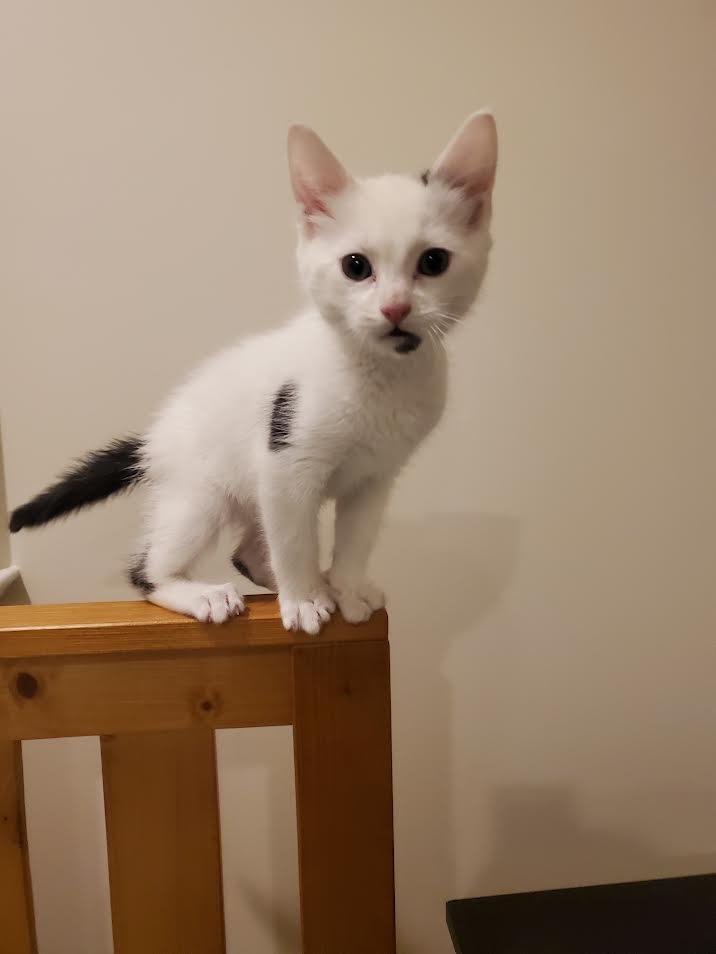 Spook, ADOPTABLE, Kitten Male Domestic Short Hair.