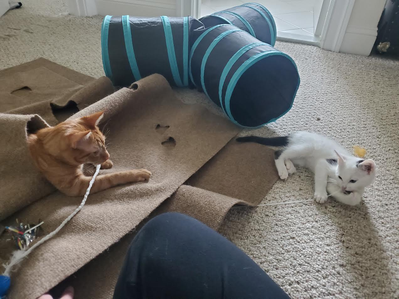 Enlarge Spook, a ADOPTABLE Domestic Short Hair in Columbia, MD image 2/6