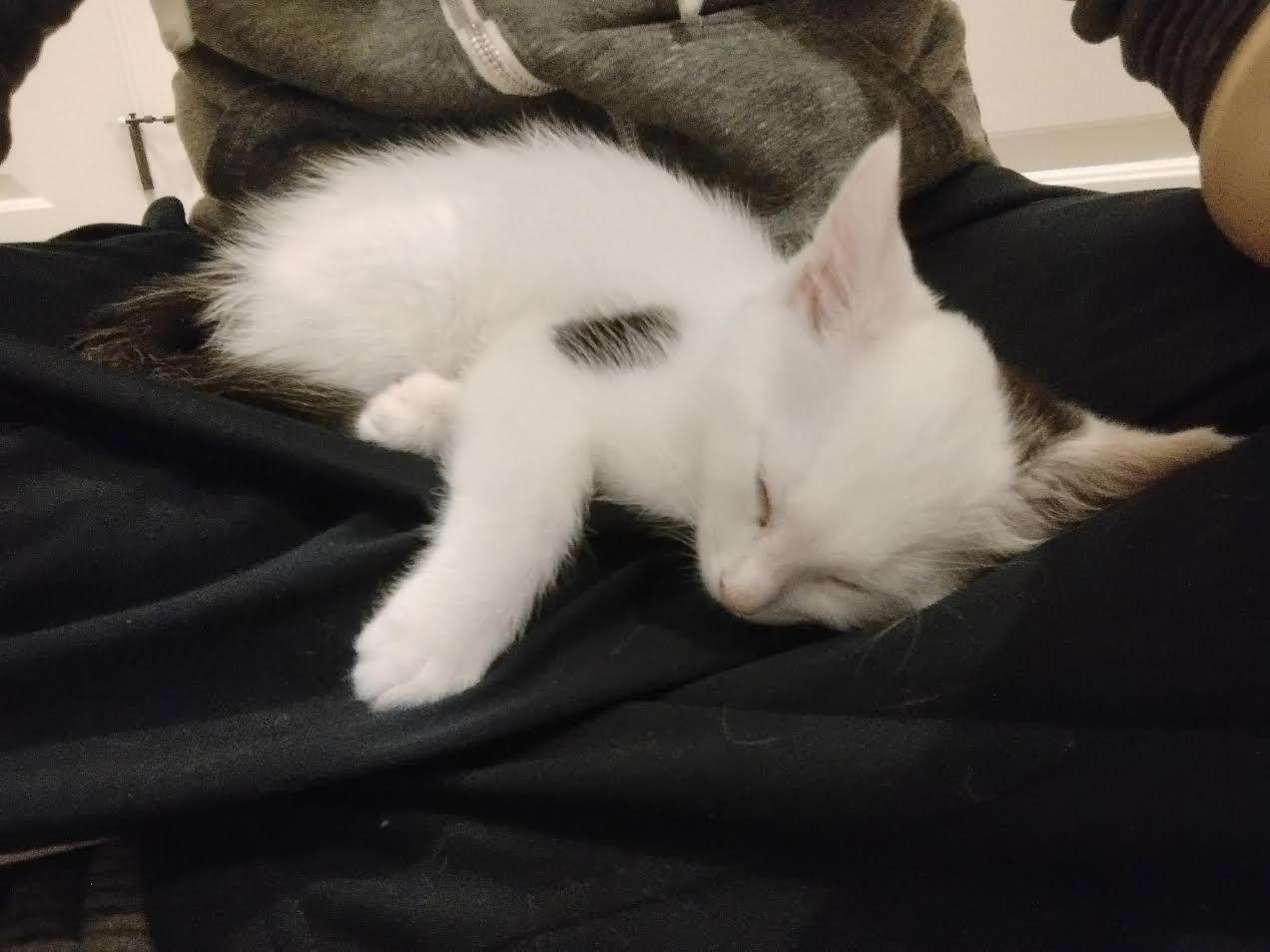 Enlarge Spook, a ADOPTABLE Domestic Short Hair in Columbia, MD image 3/6