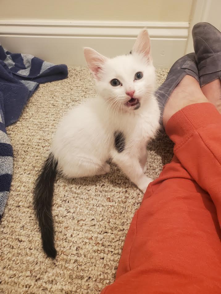 Enlarge Spook, a ADOPTABLE Domestic Short Hair in Columbia, MD image 5/6