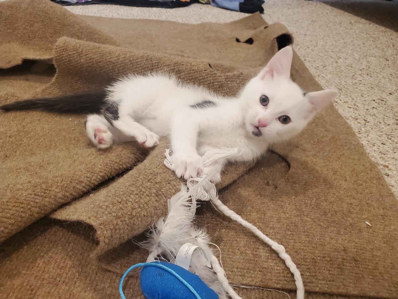 Enlarge Spook, a ADOPTABLE Domestic Short Hair in Columbia, MD image 6/6