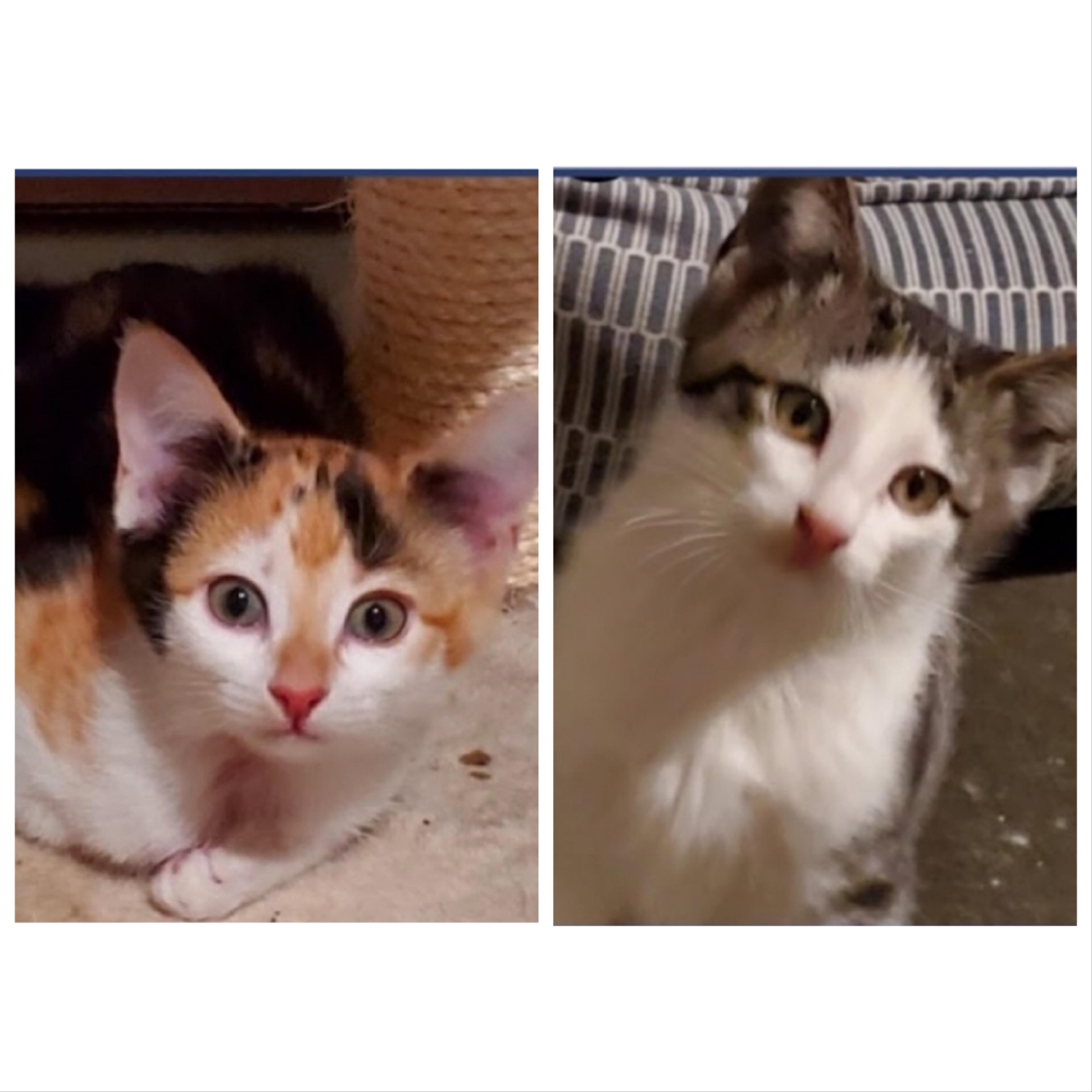 Enlarge LUCKY GIRL & HUGH GRANT *** BONDED PAIR***, a Adoptable mixed breed in Austin, TX image 1/1