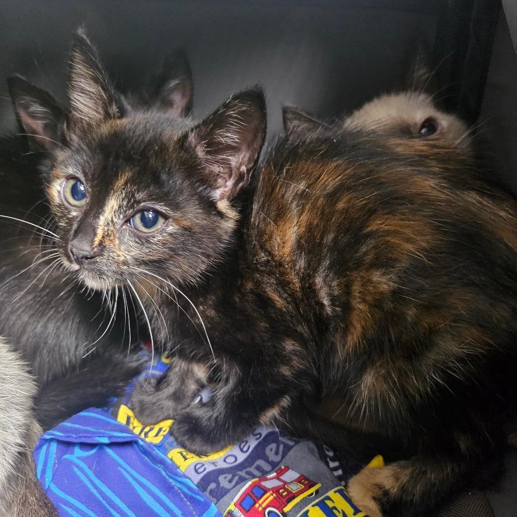 Ebi, Adoptable, Kitten Female Domestic Short Hair & Domestic Short Hair.