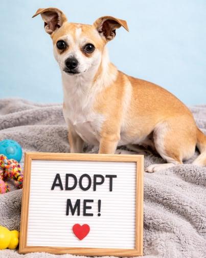 Enlarge Anthony, a Adopted Chihuahua in Sanford, FL image 1/1