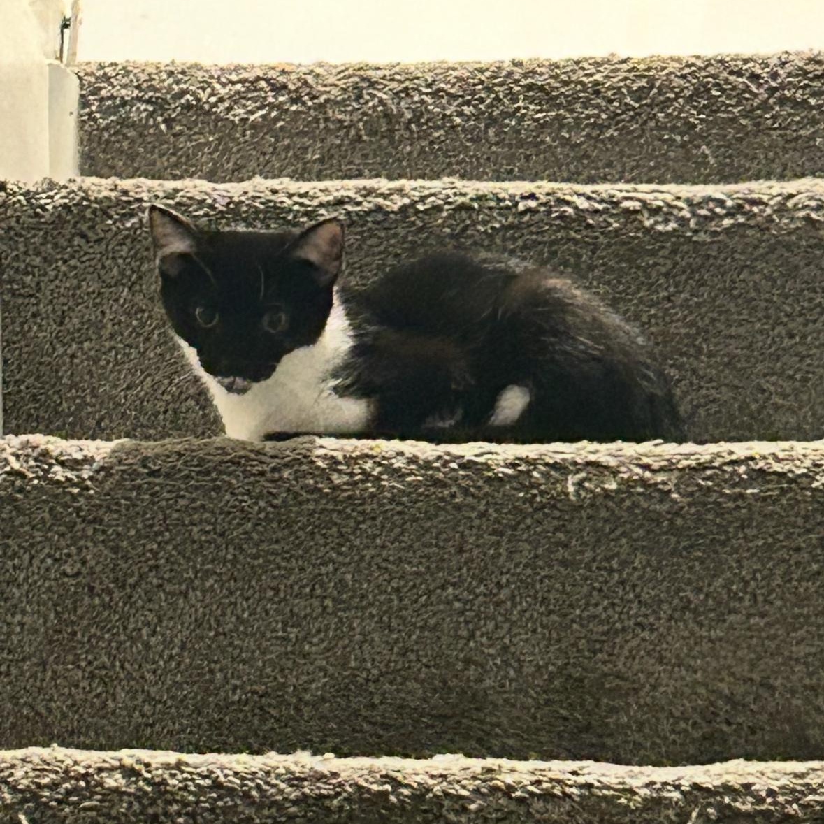 Princess Peach, Adoptable, Young Female Tuxedo.