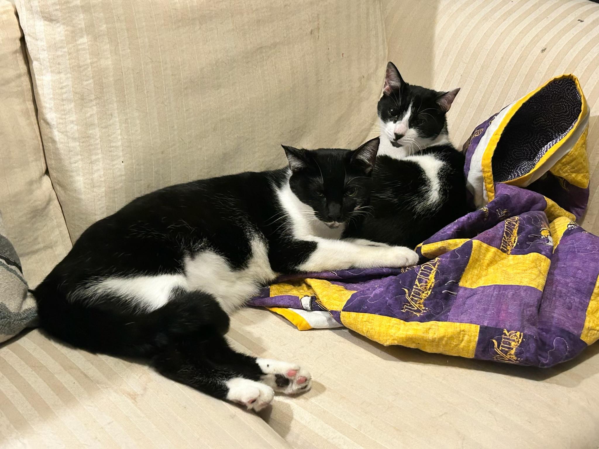 Enlarge Princess Peach, an adoptable Tuxedo in Westville, NJ image 5/6