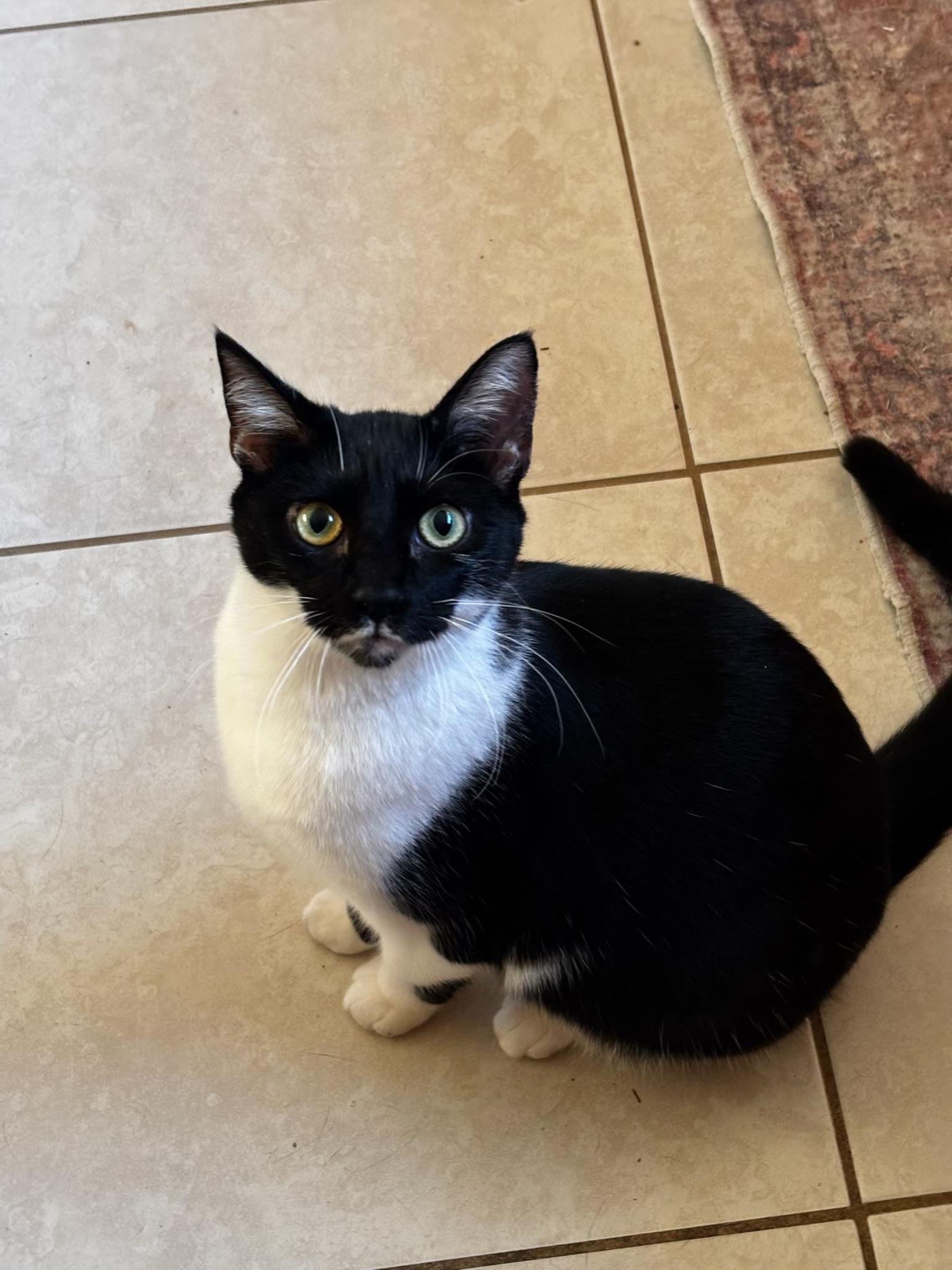 Enlarge Princess Peach, an adoptable Tuxedo in Westville, NJ image 6/6