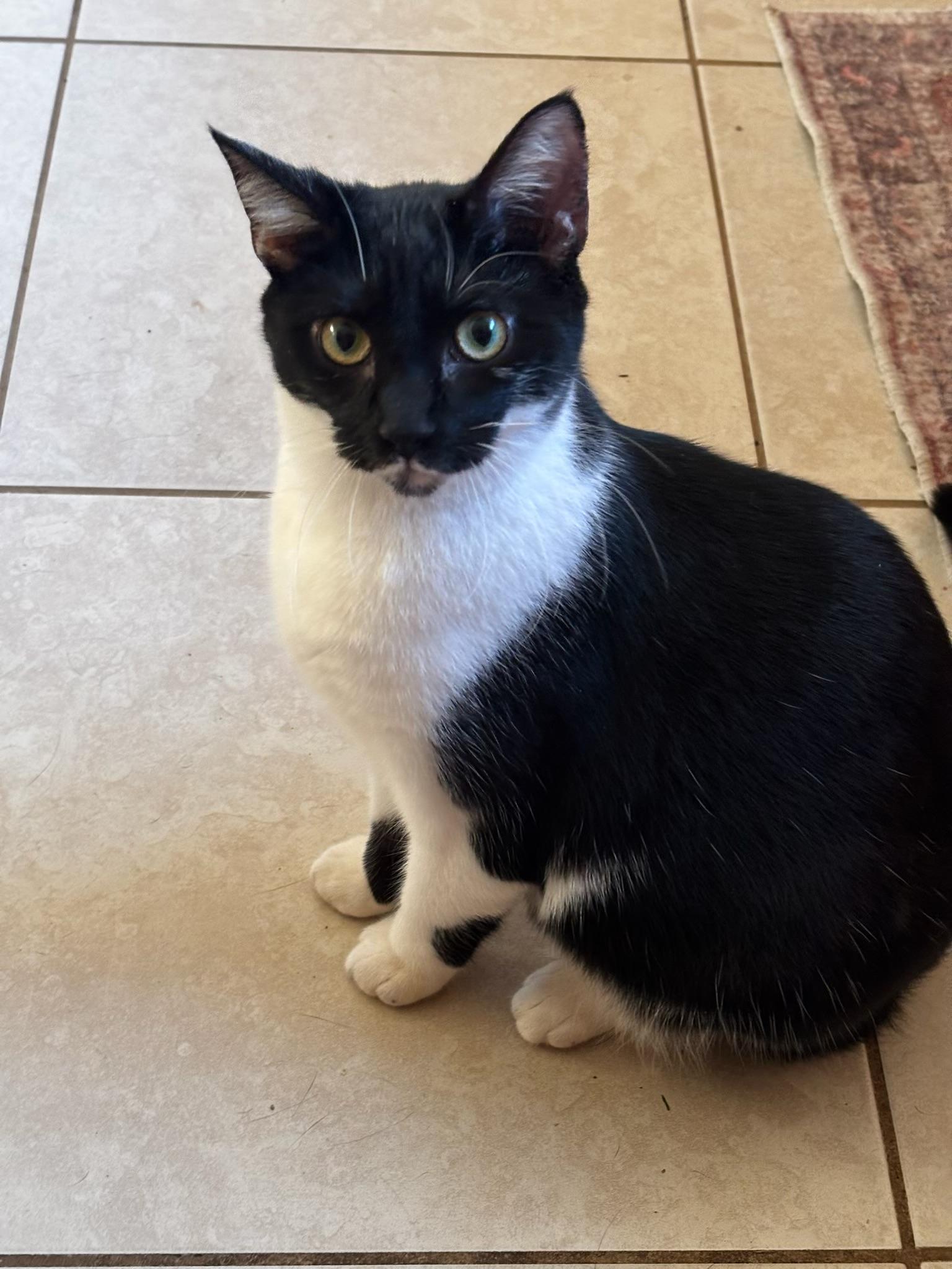 Enlarge Princess Peach, an adoptable Tuxedo in Westville, NJ image 1/6