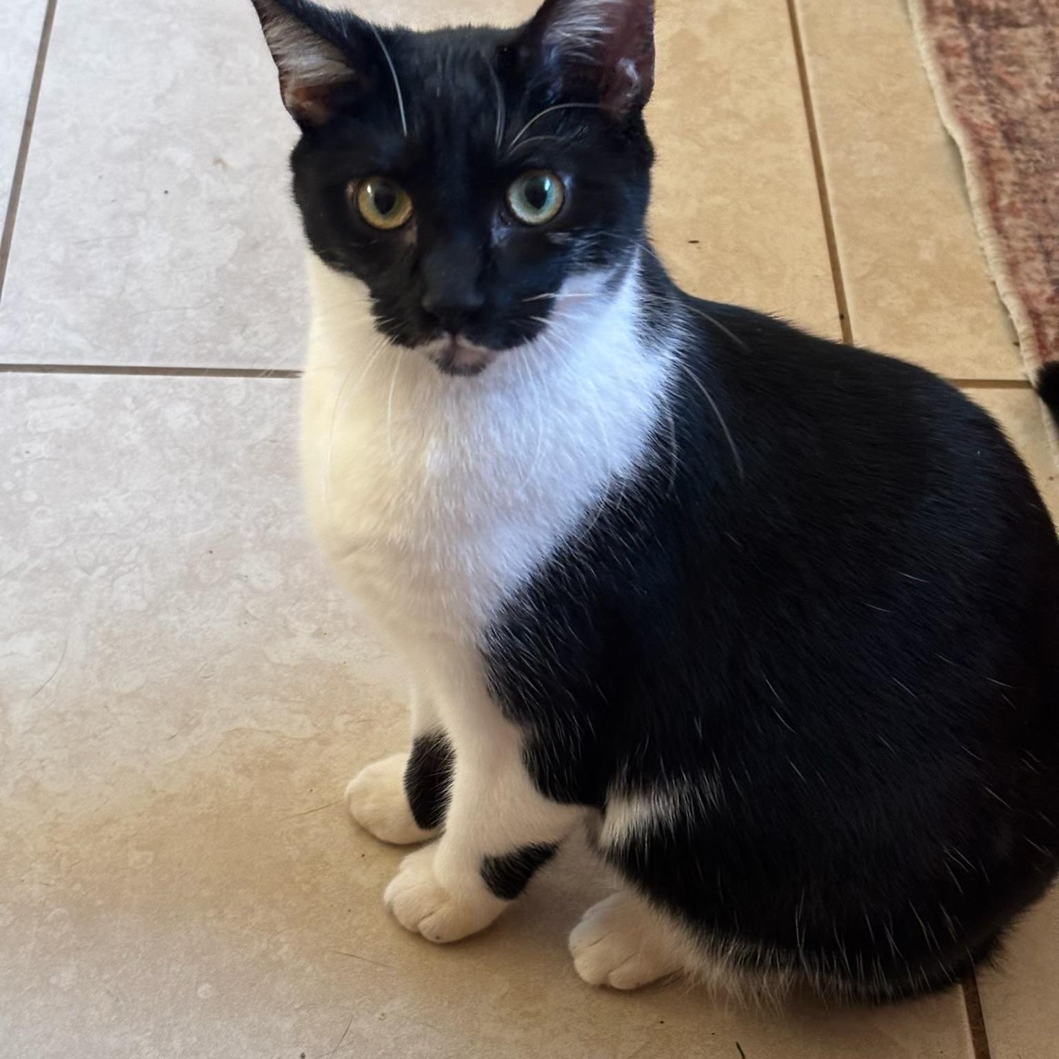 Enlarge Princess Peach, a Adoptable Tuxedo in Westville, NJ image 1/5