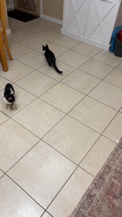 Enlarge Princess Peach, a Adoptable Tuxedo in Westville, NJ video 3/3