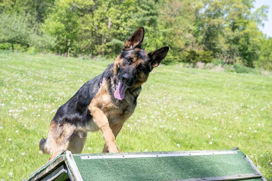 Enlarge Loki, a ADOPTABLE German Shepherd Dog in Wayland, MA image 4/4