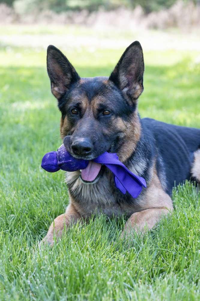 Enlarge Loki, a ADOPTABLE German Shepherd Dog in Wayland, MA image 2/4