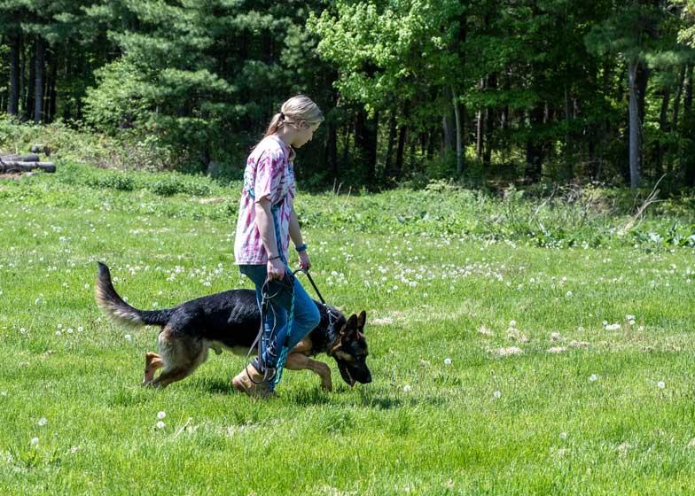 Enlarge Loki, a ADOPTABLE German Shepherd Dog in Wayland, MA image 3/4