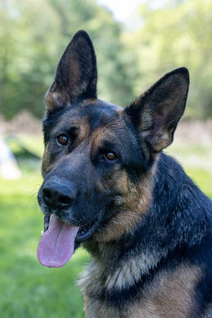 Enlarge Loki, a ADOPTABLE German Shepherd Dog in Wayland, MA image 1/4