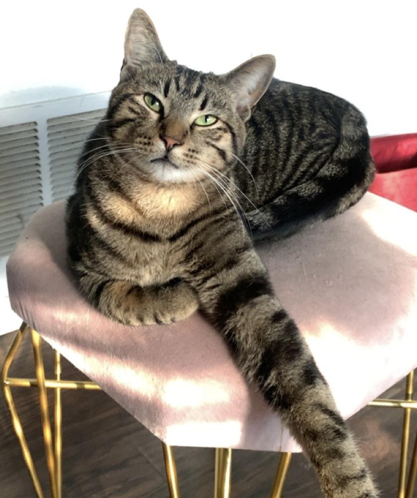 Macaroon, Adoptable, Young Male Domestic Short Hair & Domestic Short Hair.