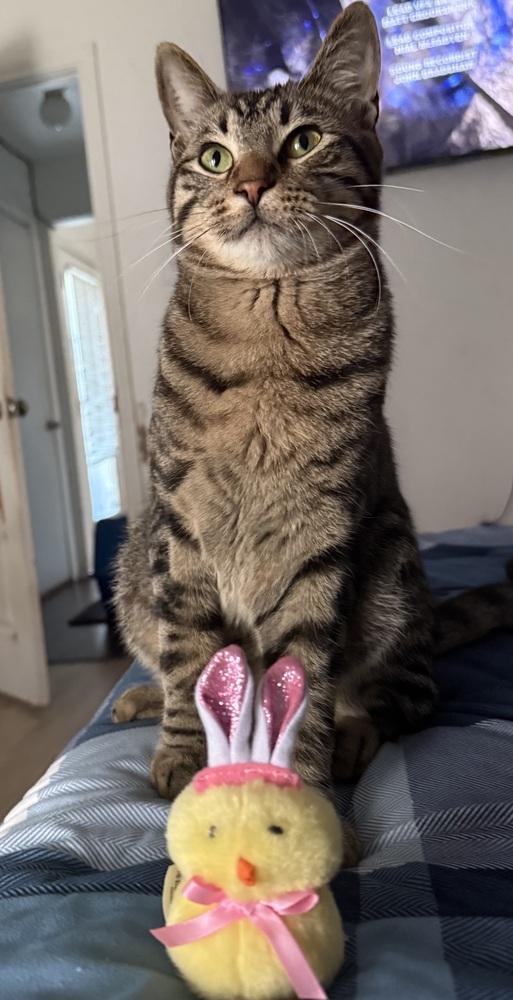 Enlarge Macaroon, a Adoptable mixed breed in Dallas, TX image 2/6