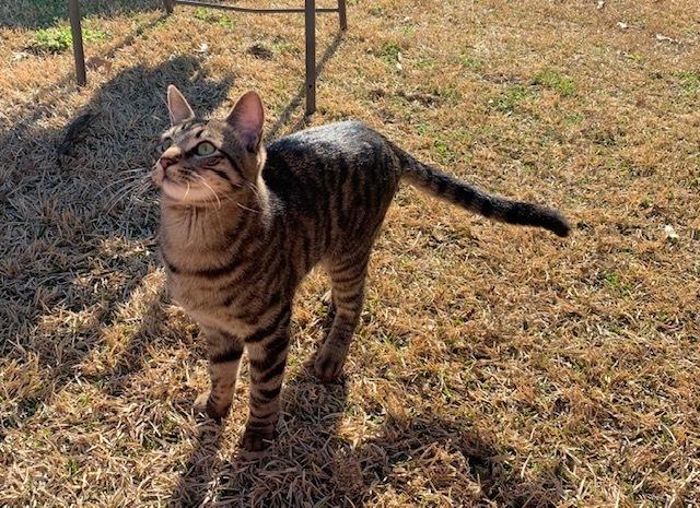 Enlarge Macaroon, a Adoptable mixed breed in Dallas, TX image 3/6