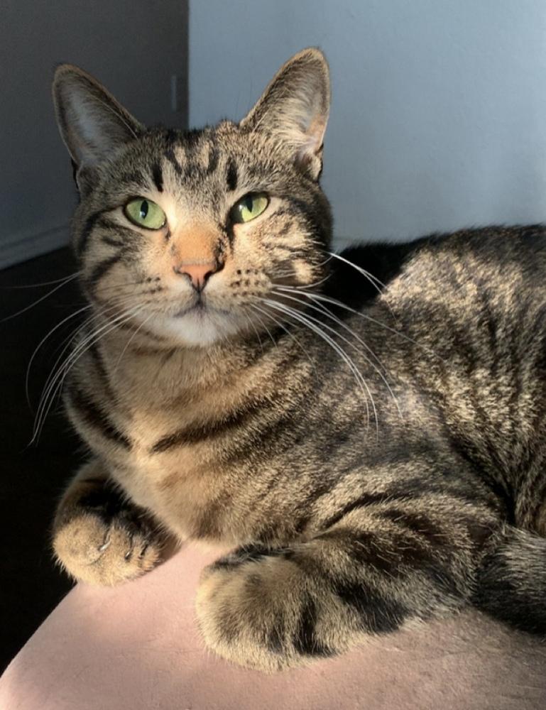 Enlarge Macaroon, a Adoptable mixed breed in Dallas, TX image 4/6