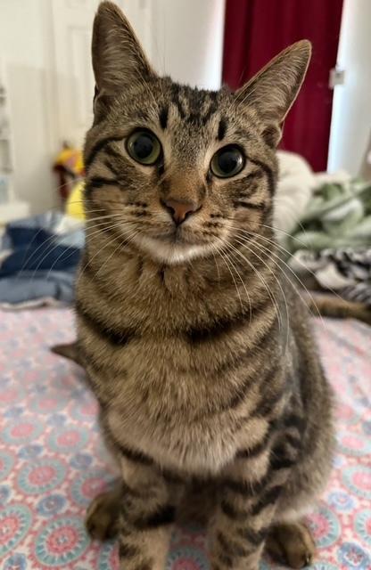 Enlarge Macaroon, a Adoptable mixed breed in Dallas, TX image 5/6