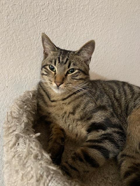 Enlarge Macaroon, a Adoptable mixed breed in Dallas, TX image 6/6