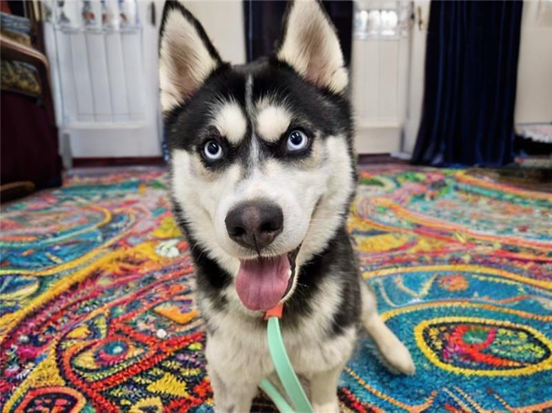 Mickey, an adoptable Husky in Prince Frederick, MD_image-1