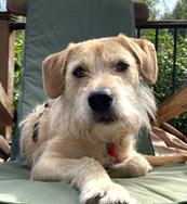 Griffey, Adoptable, Adult Male Terrier.