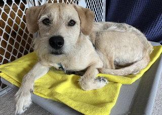 Enlarge Griffey, a Adoptable Terrier in Seattle, WA image 2/2