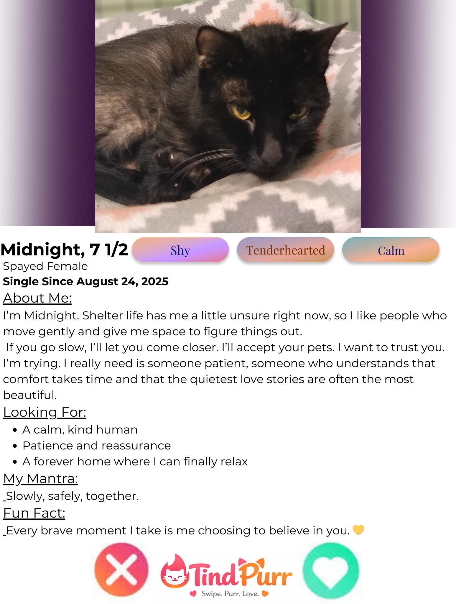 Enlarge Midnight, a Adoptable Domestic Short Hair in Indiana, PA image 2/4