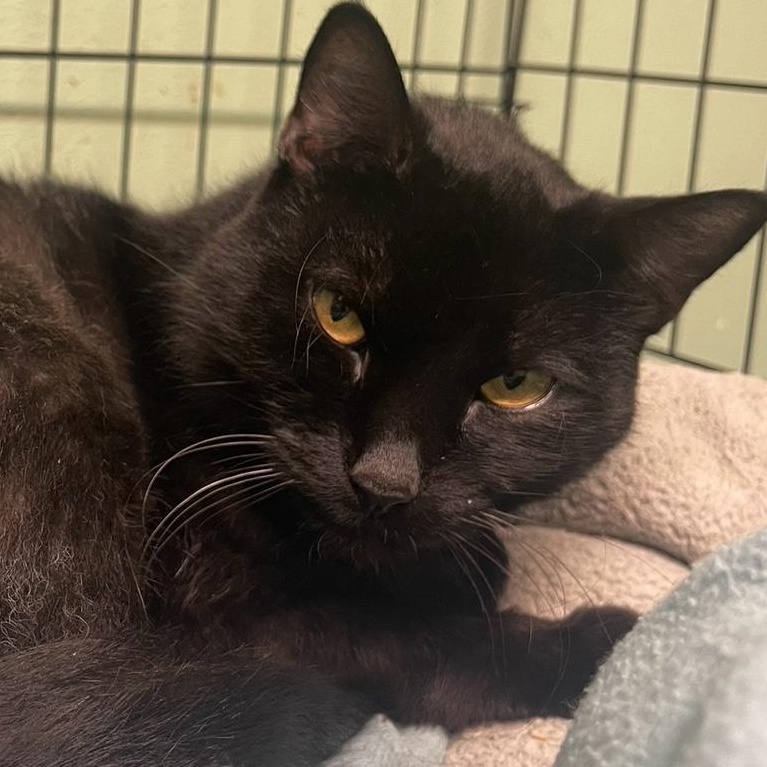 Enlarge Midnight, a Adoptable Domestic Short Hair in Indiana, PA image 3/4