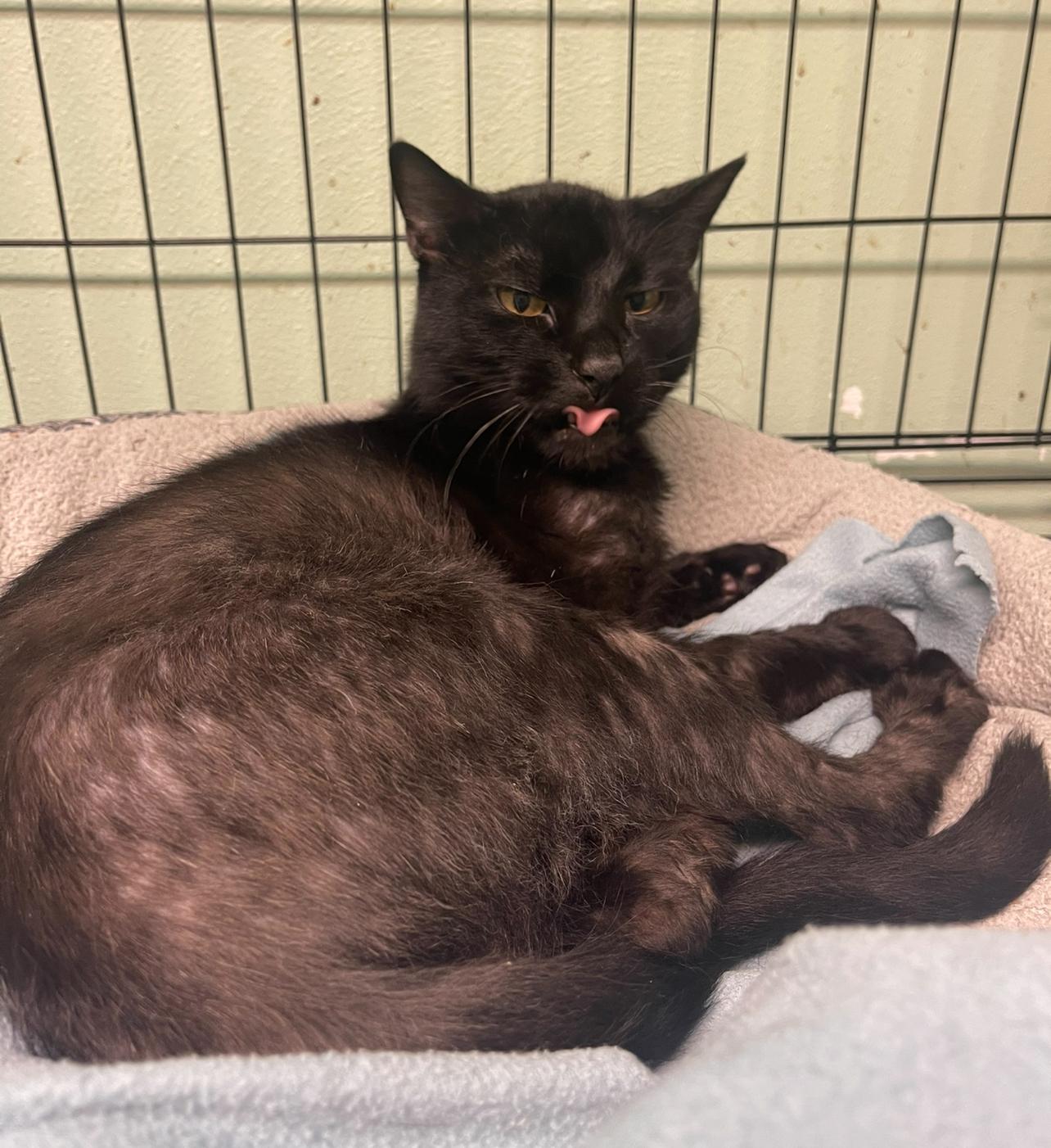 Enlarge Midnight, a Adoptable Domestic Short Hair in Indiana, PA image 4/4