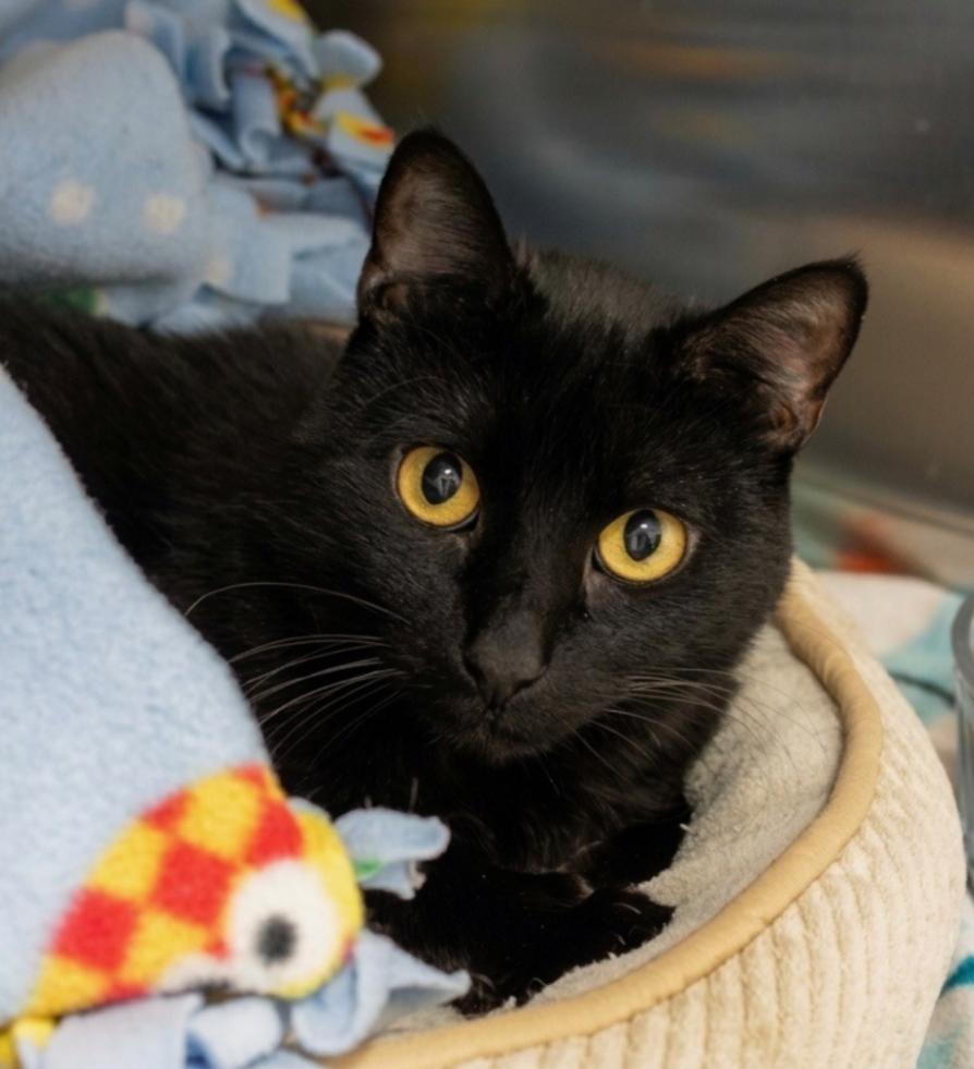 Midnight, Adoptable, Adult Female Domestic Short Hair.