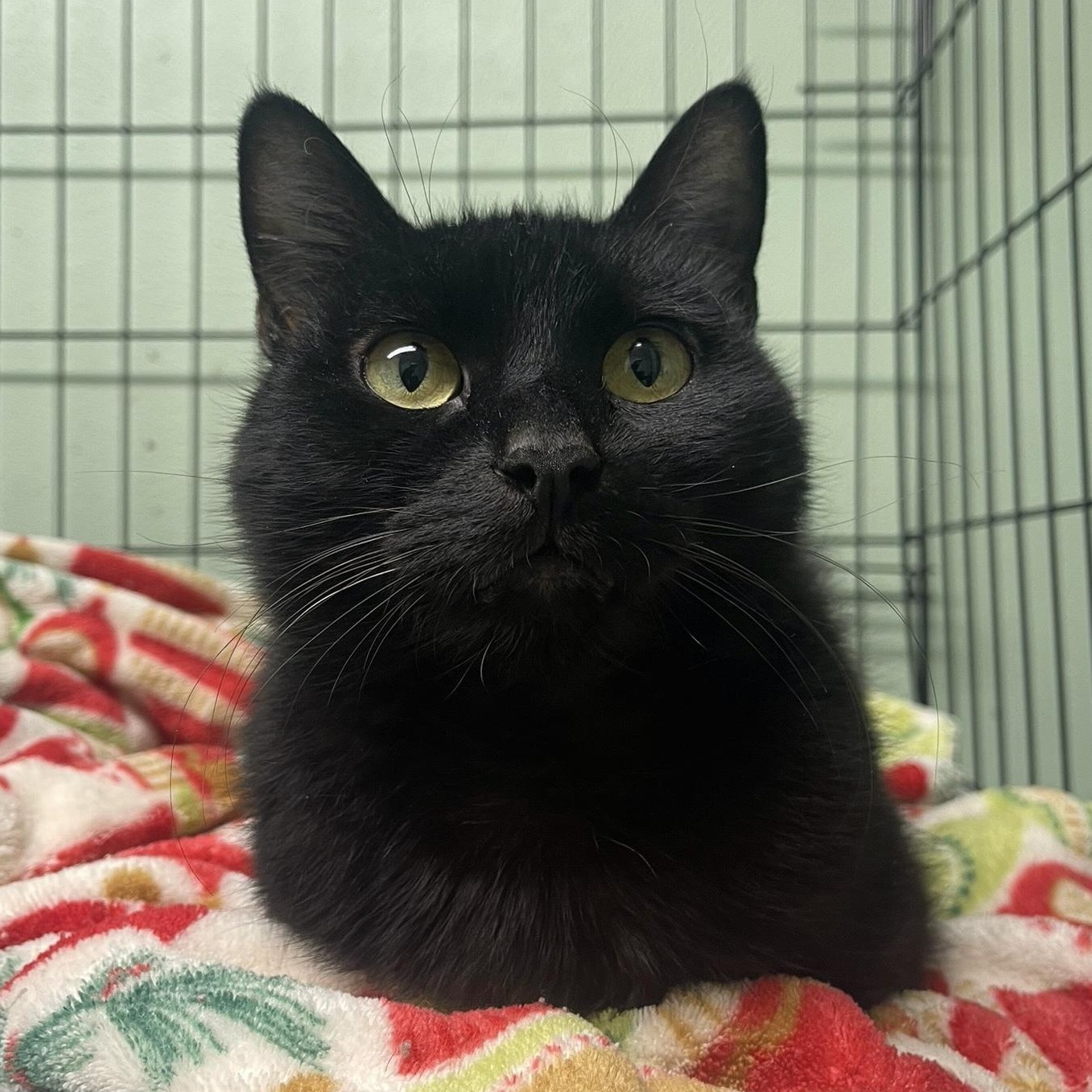Midnight, Adoptable, Adult Female Domestic Short Hair.