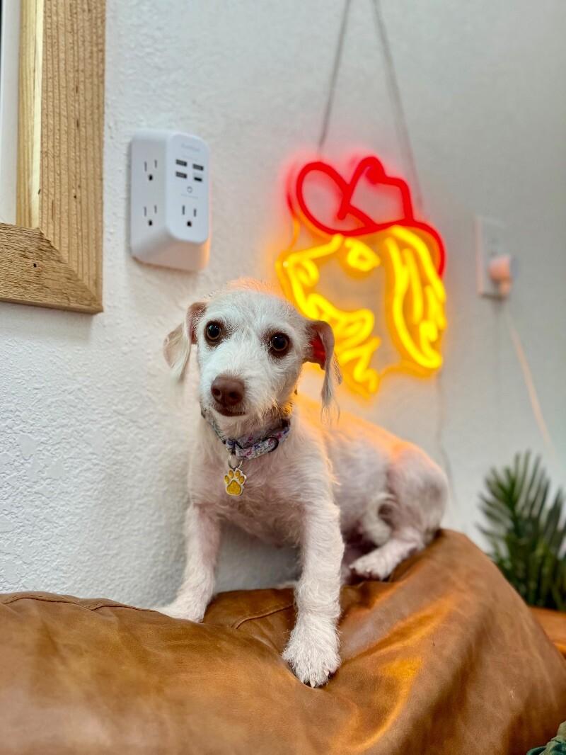 Willa Jean — thumbnail 4