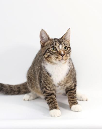 Tucker, a Adoptable Domestic Short Hair in Morton Grove, IL image 1/3